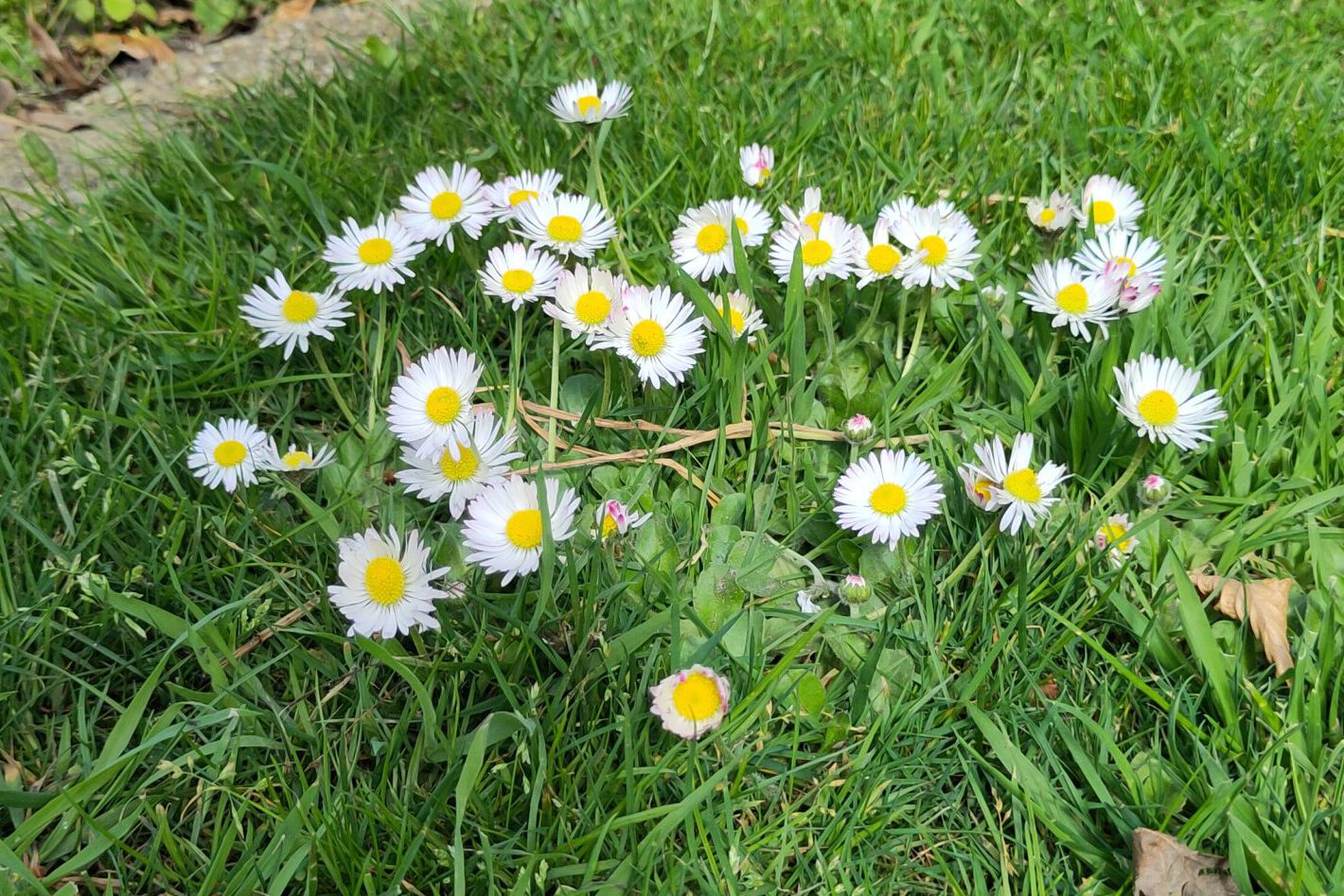 Ode aan de handmaaier