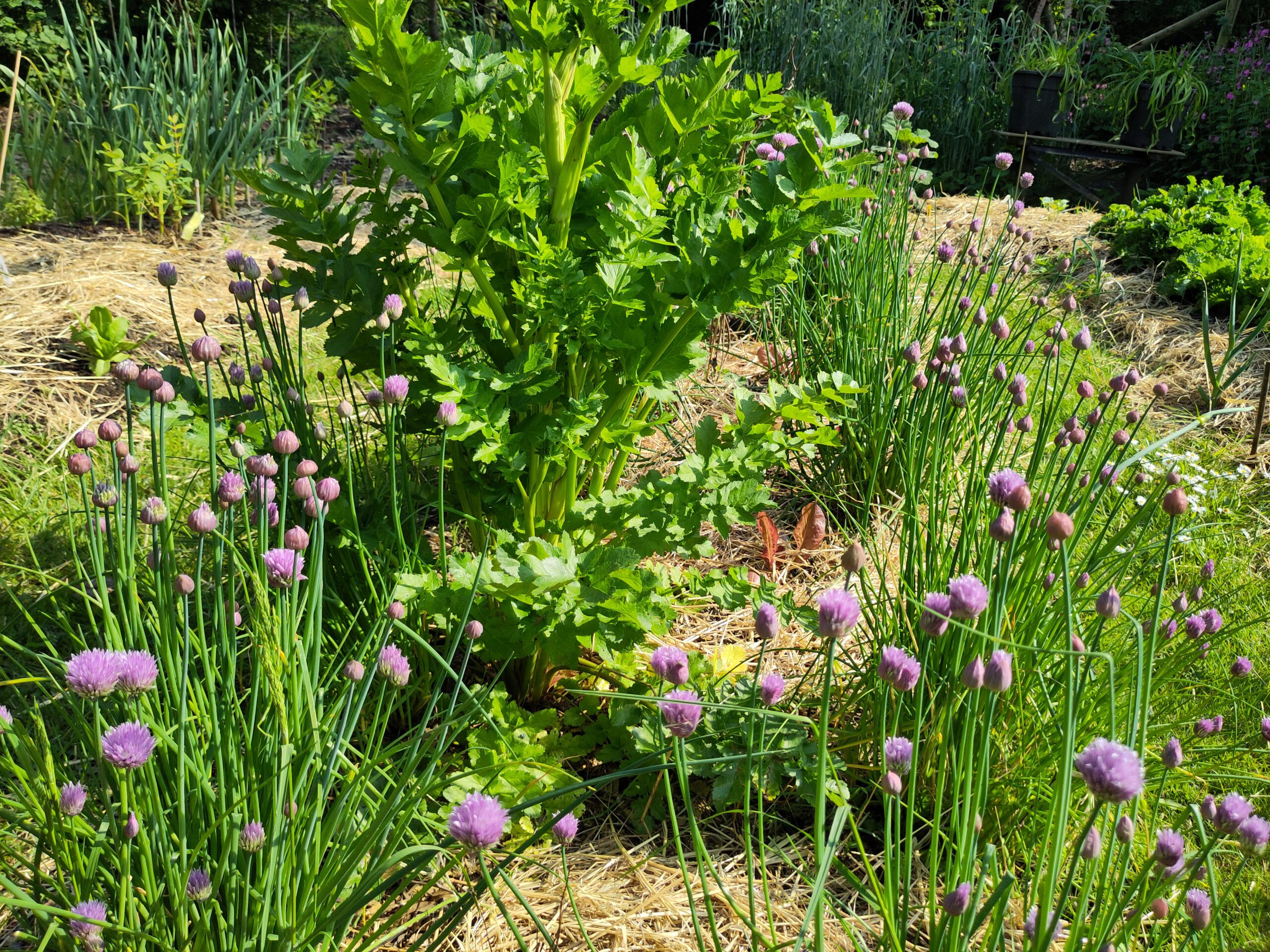 Bieslook en pastinaak