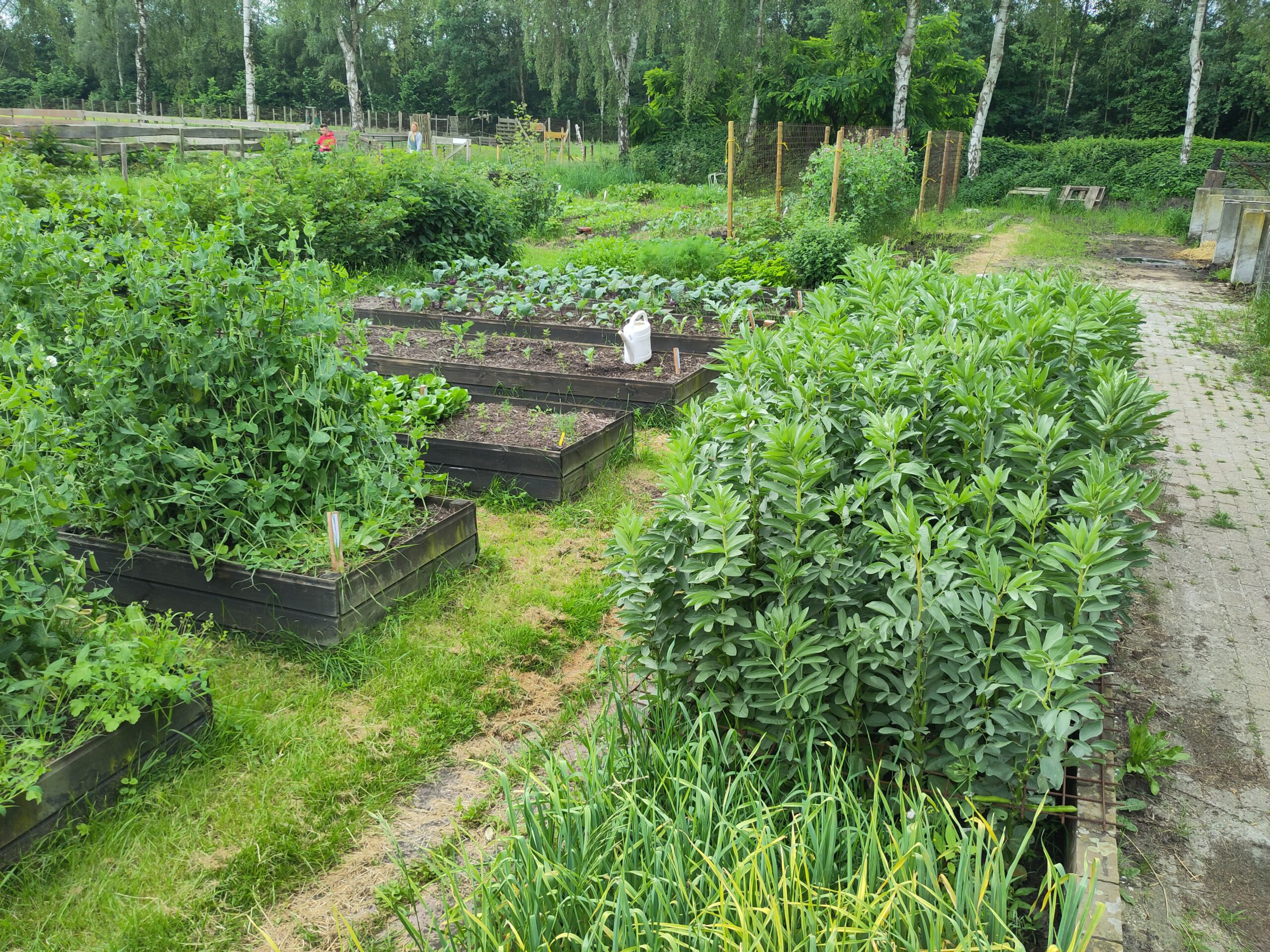 Snel en recht zaaien