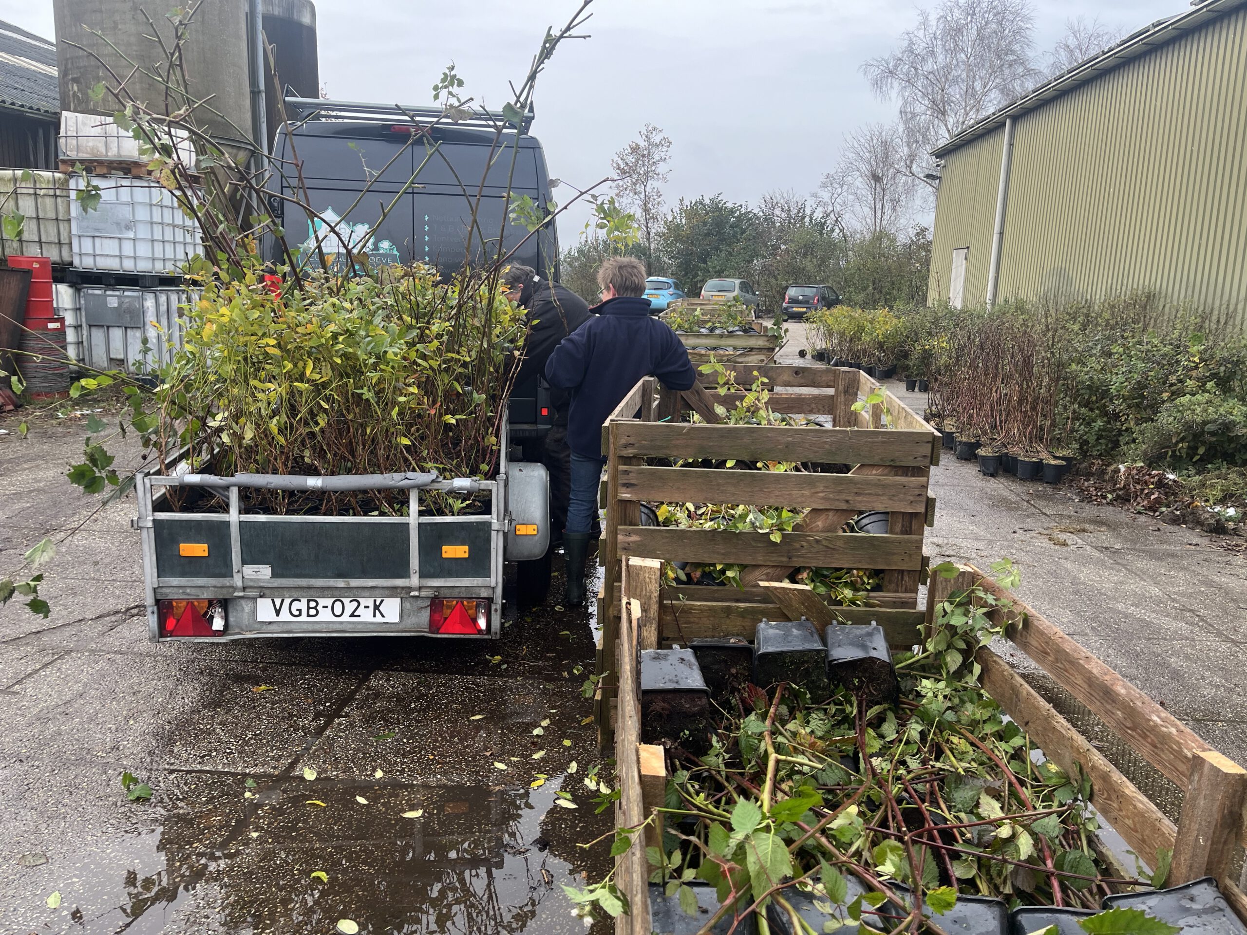 Blauwebessenaktie groot succes