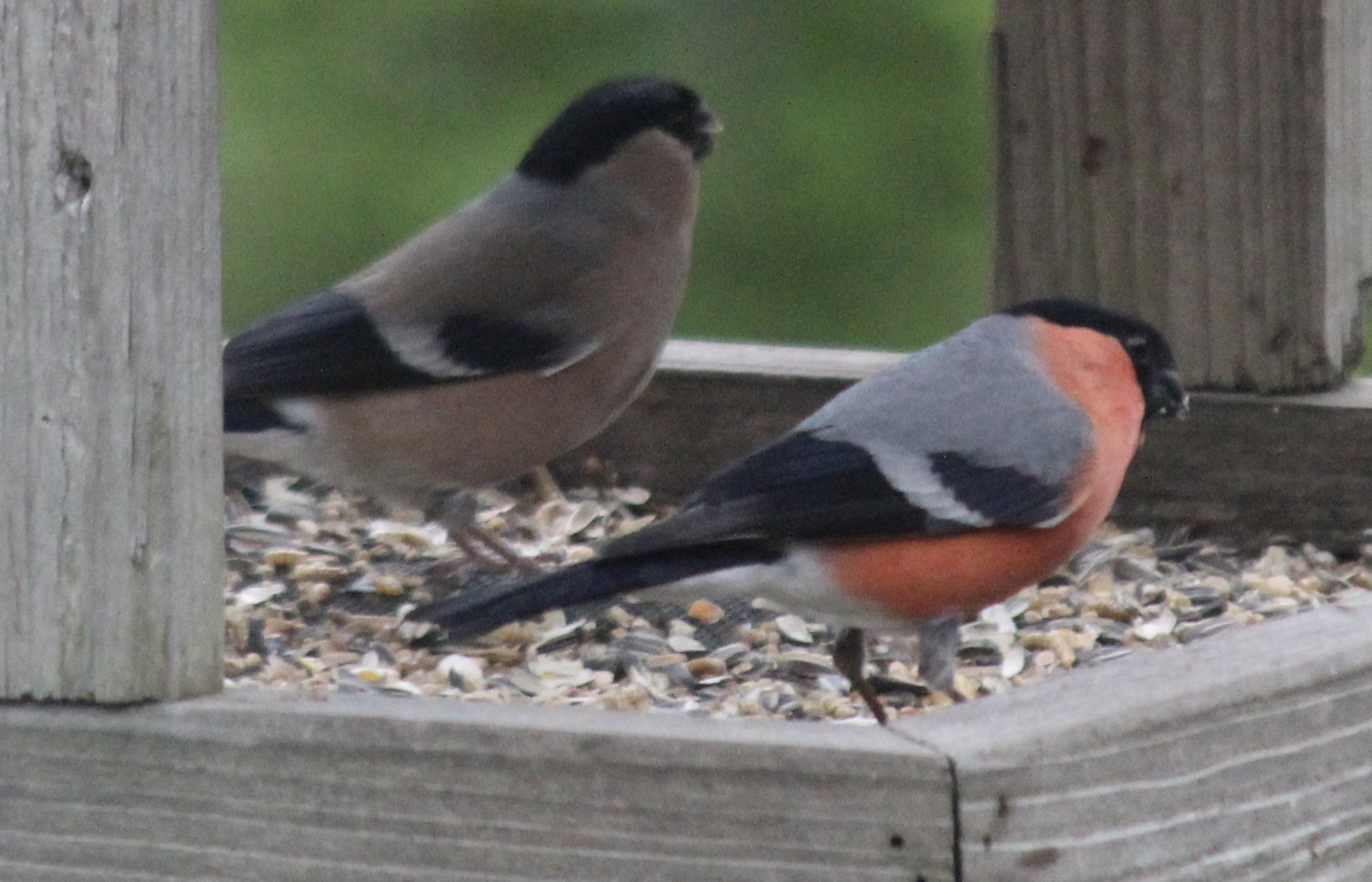 Tuinvogelzaad alleen van C.J.Wildlife min of meer gezond, maar…