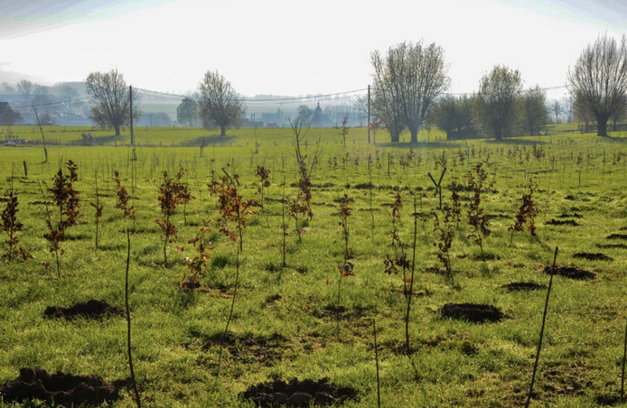 Informatieavond aanplant bos Vriescheloo