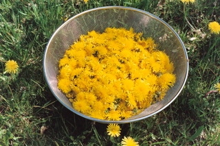 Wildpluk wandelingen