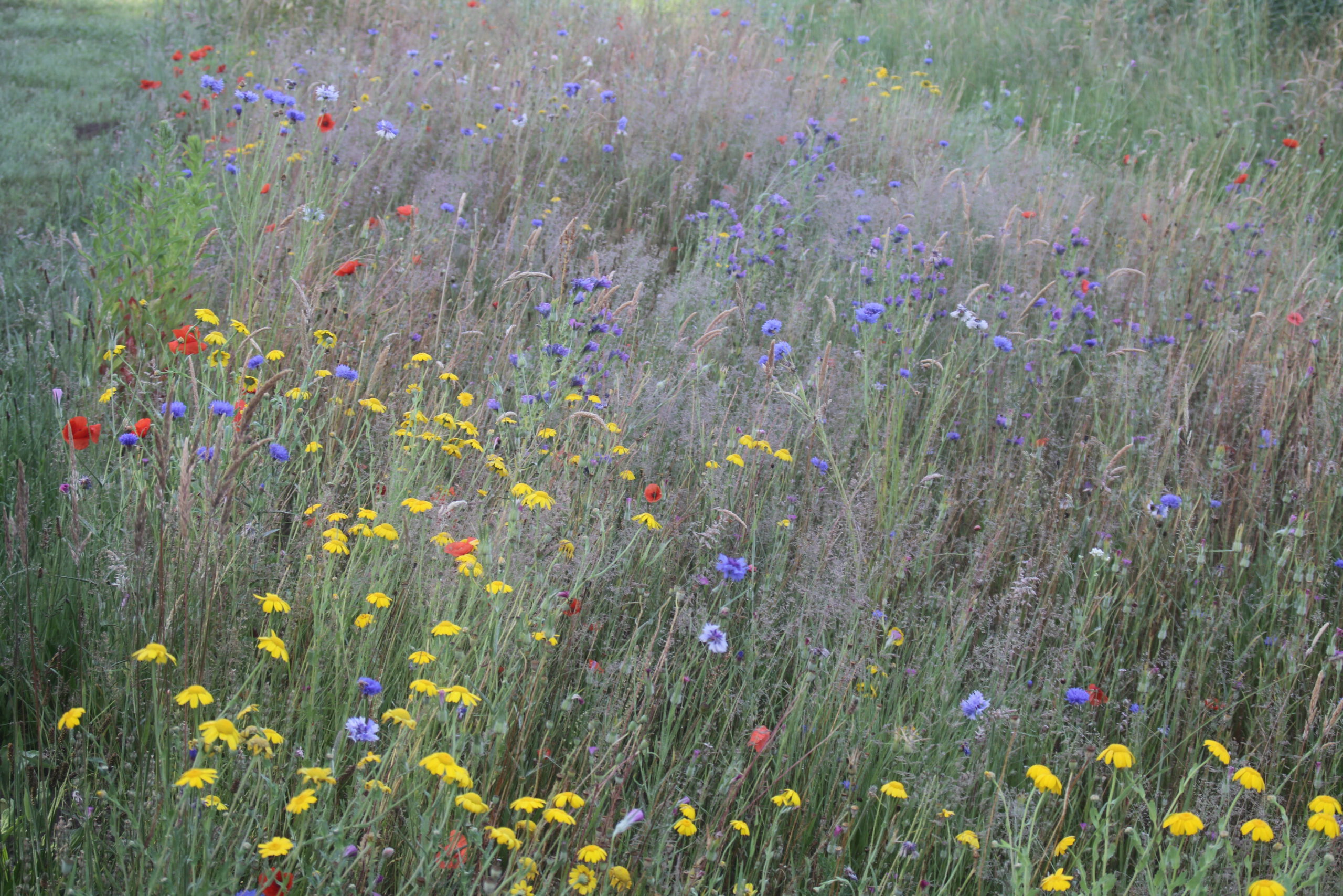 Bloemrijk grasland nu op zijn mooist