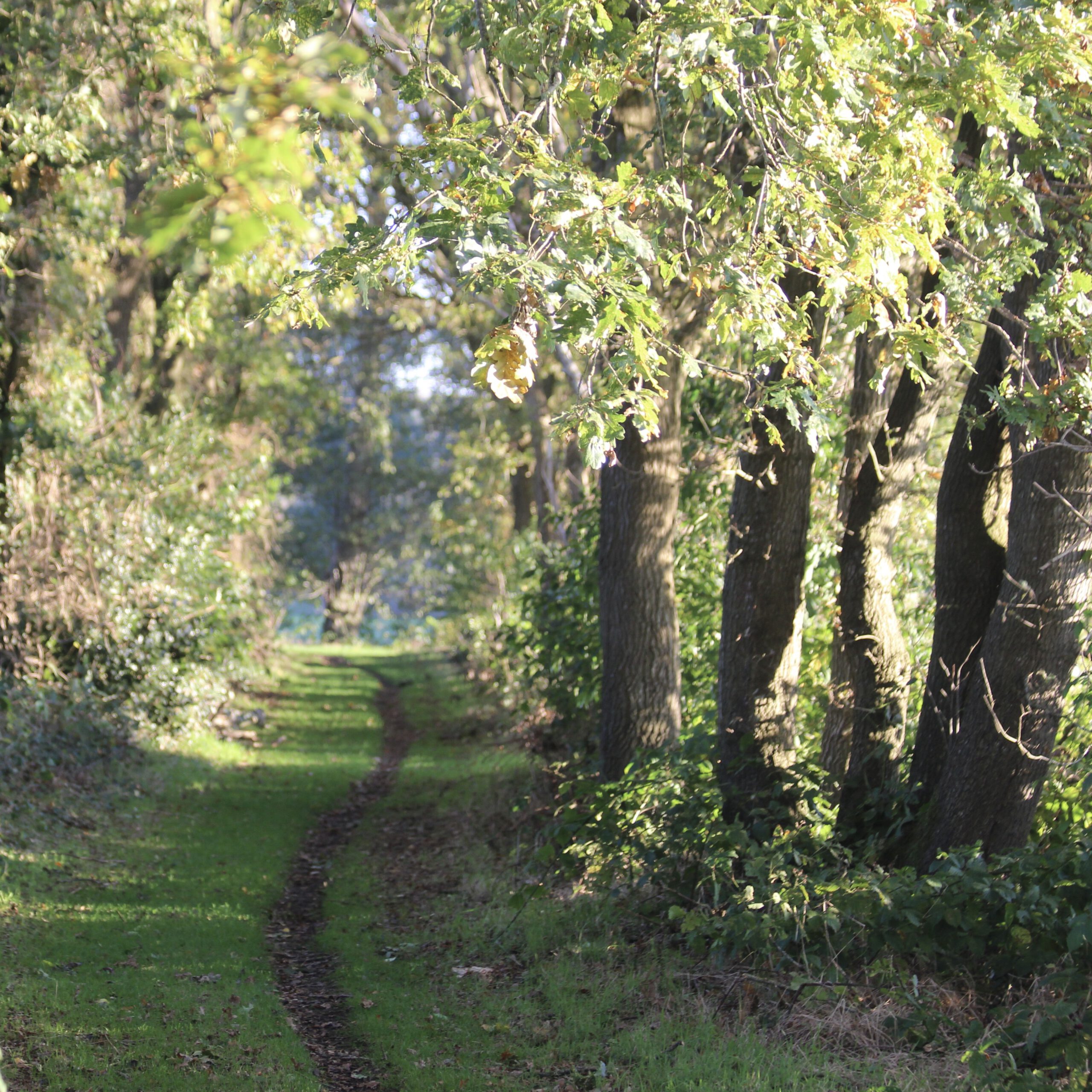 Subsidie voor initiatieven in Groninger landschap