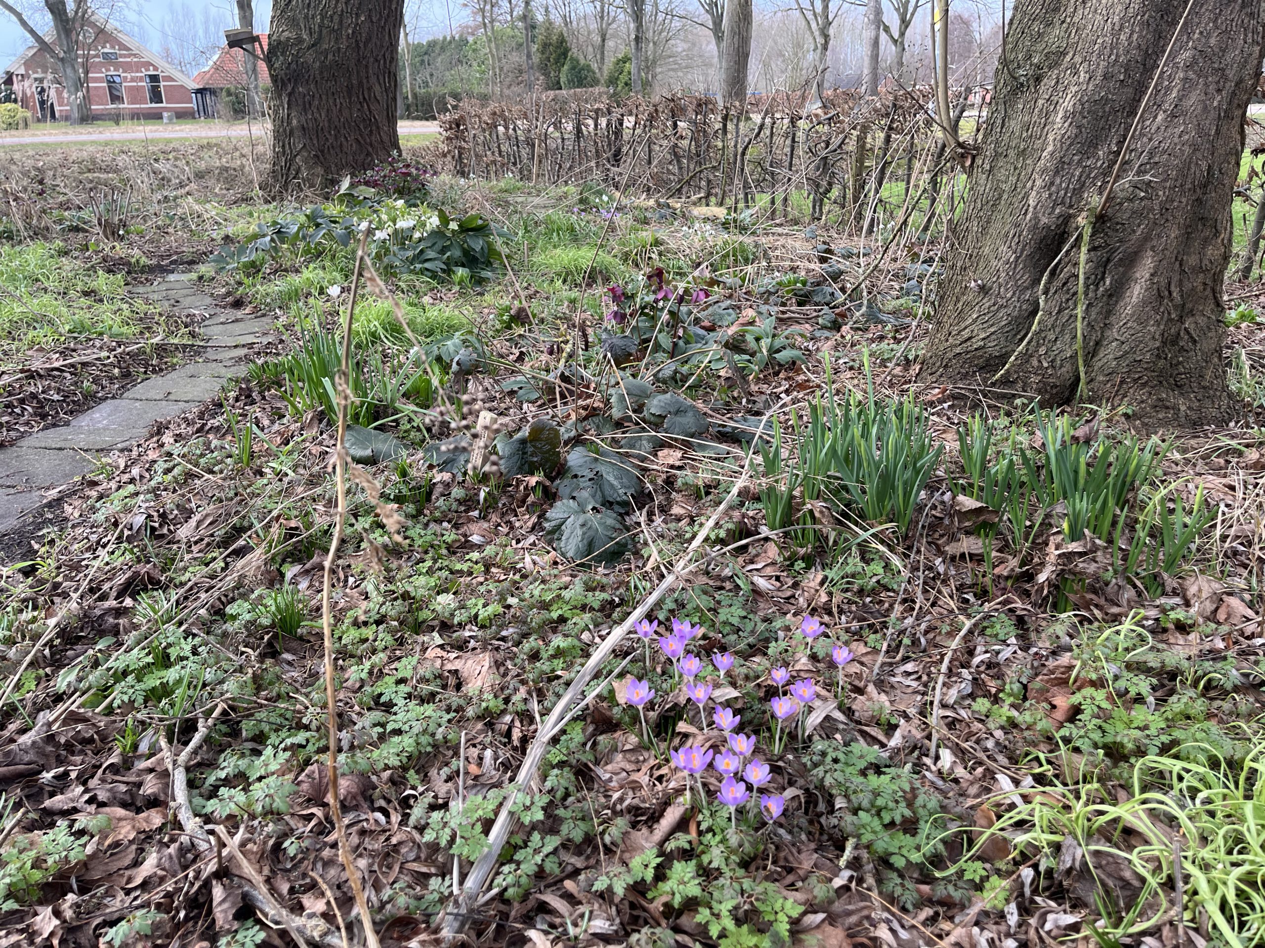 Vroege voorjaarsklussen
